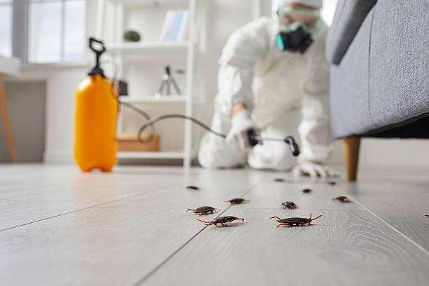 Trusted Cockroach Control service in Little Falls, NY - Nex Pest Control